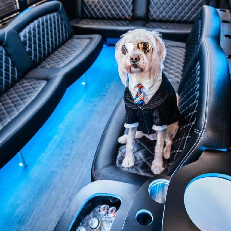 dog in sunglasses inside the party bus